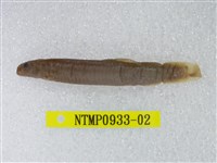 藏品(泥鰍)的圖片